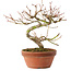 Acer palmatum, 17 cm, ± 8 ans
