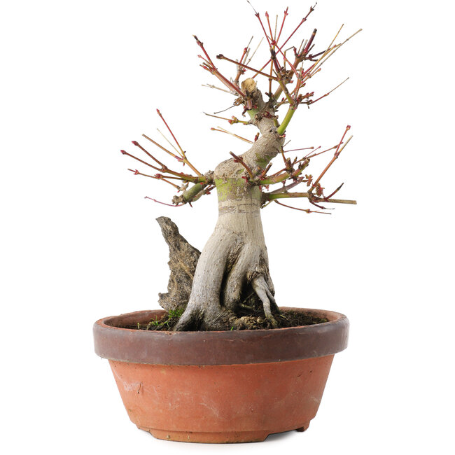Acer palmatum, 20,5 cm, ± 15 years old