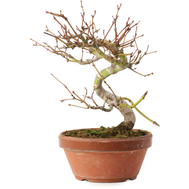 Acer palmatum, 17 cm, ± 8 años