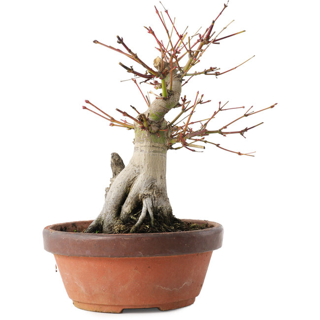 Acer palmatum, 20,5 cm, ± 15 years old
