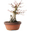 Acer palmatum, 20,5 cm, ± 15 ans