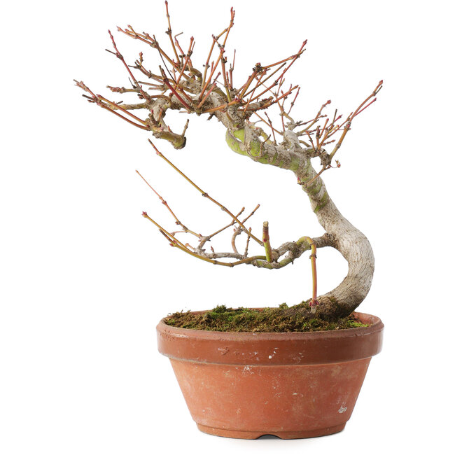 Acer palmatum, 17 cm, ± 8 años