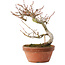 Acer palmatum, 17 cm, ± 8 ans