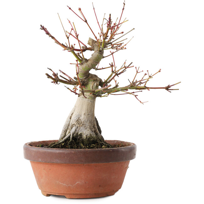 Acer palmatum, 20,5 cm, ± 15 años