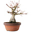 Acer palmatum, 20,5 cm, ± 15 anni