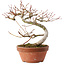 Acer palmatum, 17 cm, ± 8 ans