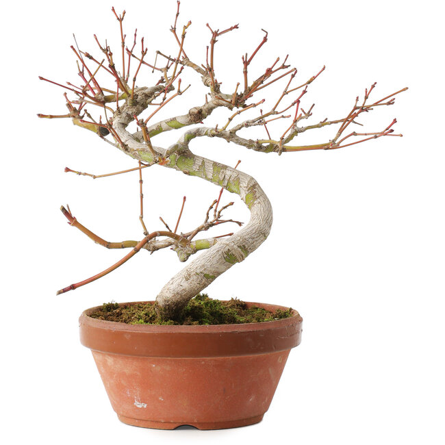 Acer palmatum, 17 cm, ± 8 years old