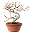 Acer palmatum, 17 cm, ± 8 ans