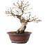 Acer palmatum, 23 cm, ± 15 ans