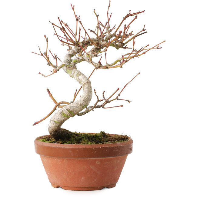 Acer palmatum, 17 cm, ± 8 anni
