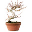 Acer palmatum, 17 cm, ± 8 ans