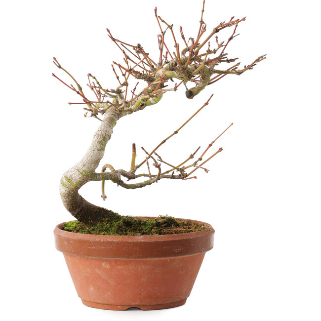 Acer palmatum, 17 cm, ± 8 jaar oud