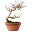 Acer palmatum, 17 cm, ± 8 ans