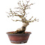 Acer palmatum, 23 cm, ± 15 Jahre alt