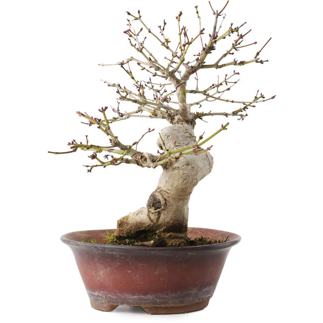 Acer palmatum, 23 cm, ± 15 años