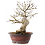 Acer palmatum, 23 cm, ± 15 jaar oud