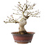 Acer palmatum, 23 cm, ± 15 ans