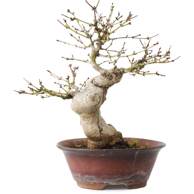 Acer palmatum, 23 cm, ± 15 Jahre alt
