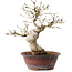 Acer palmatum, 23 cm, ± 15 jaar oud
