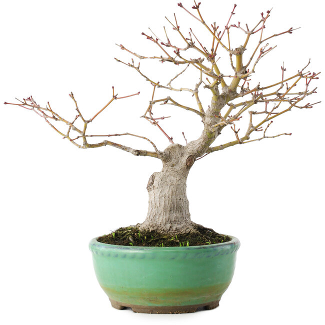 Acer palmatum, 20 cm, ± 15 jaar oud