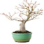 Acer palmatum, 20 cm, ± 15 jaar oud