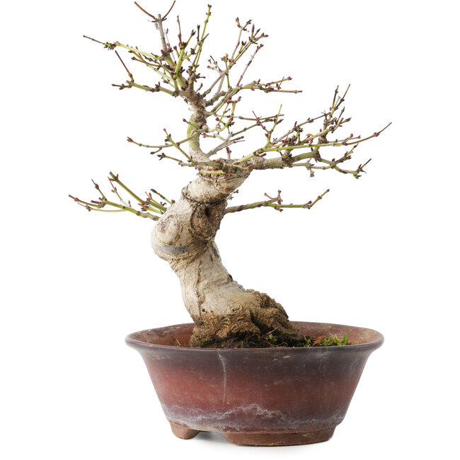 Acer palmatum, 23 cm, ± 15 años