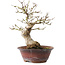 Acer palmatum, 23 cm, ± 15 ans