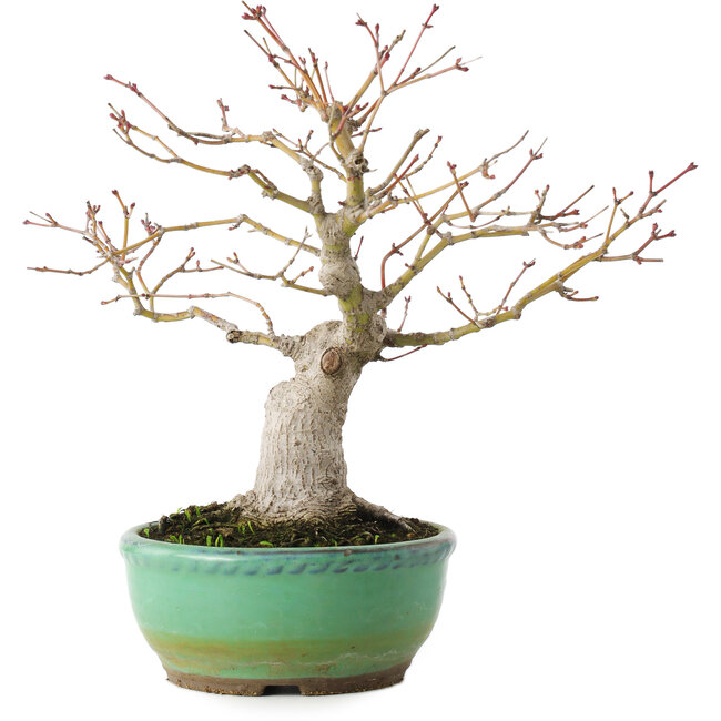 Acer palmatum, 20 cm, ± 15 years old