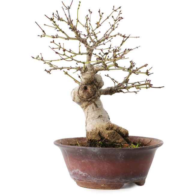 Acer palmatum, 23 cm, ± 15 Jahre alt