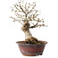 Acer palmatum, 23 cm, ± 15 jaar oud