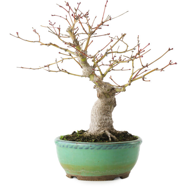 Acer palmatum, 20 cm, ± 15 anni