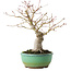 Acer palmatum, 20 cm, ± 15 jaar oud