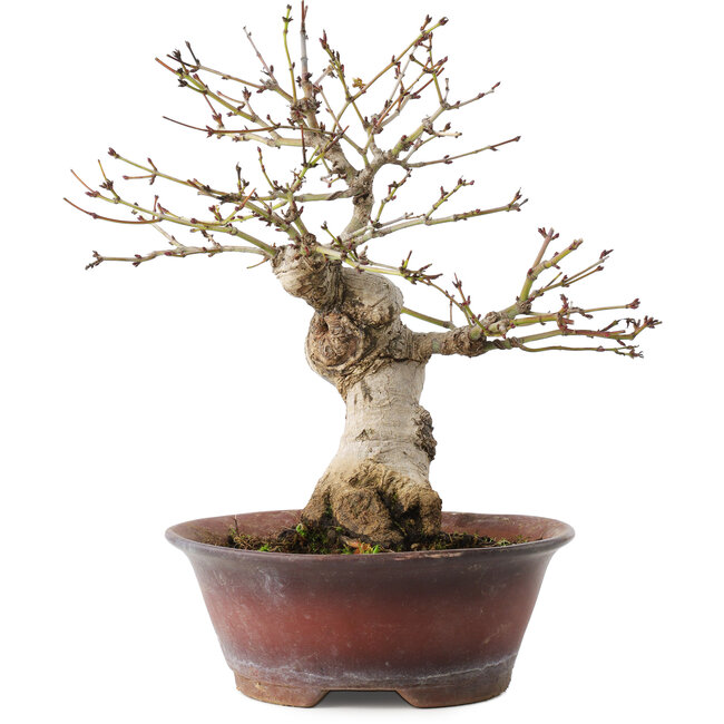 Acer palmatum, 23 cm, ± 15 Jahre alt