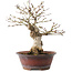 Acer palmatum, 23 cm, ± 15 jaar oud
