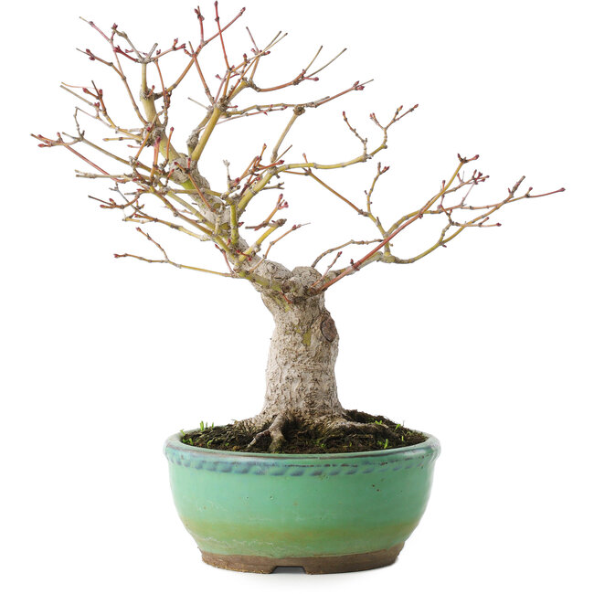 Acer palmatum, 20 cm, ± 15 years old