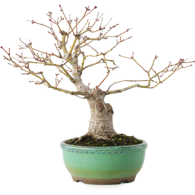 Acer palmatum, 20 cm, ± 15 years old