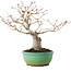 Acer palmatum, 20 cm, ± 15 jaar oud