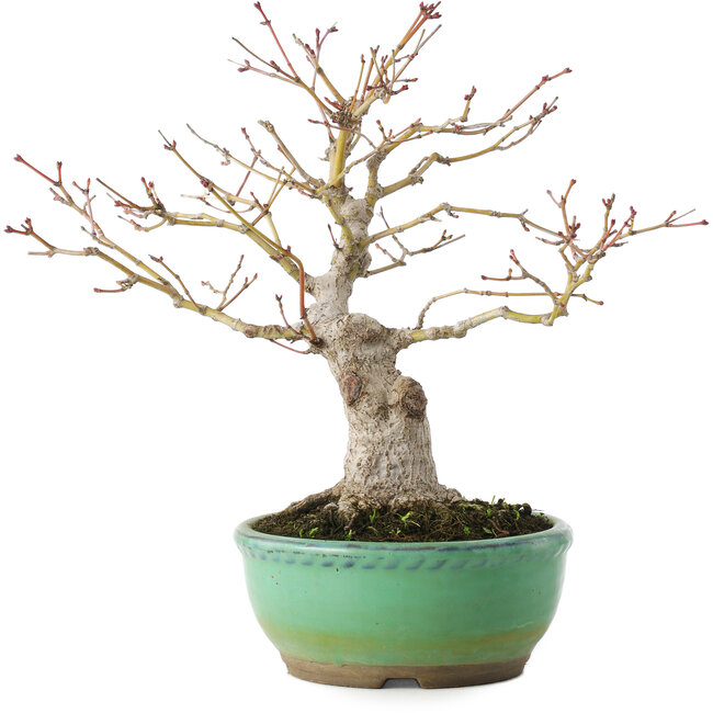 Acer palmatum, 20 cm, ± 15 jaar oud