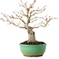 Acer palmatum, 20 cm, ± 15 jaar oud