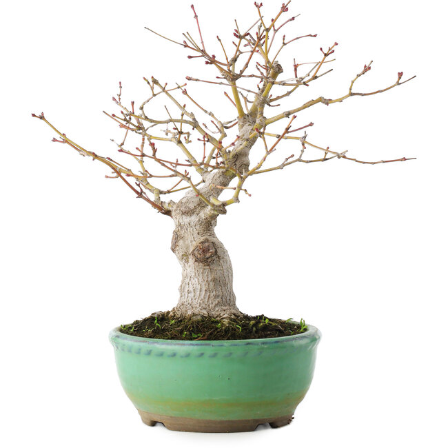 Acer palmatum, 20 cm, ± 15 jaar oud