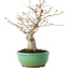 Acer palmatum, 20 cm, ± 15 jaar oud