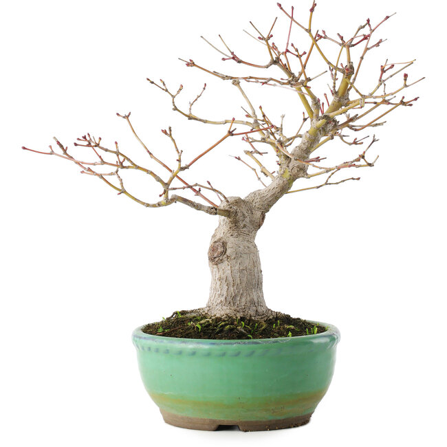 Acer palmatum, 20 cm, ± 15 years old