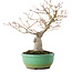 Acer palmatum, 20 cm, ± 15 jaar oud