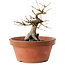 Acer palmatum, 16 cm, ± 15 ans