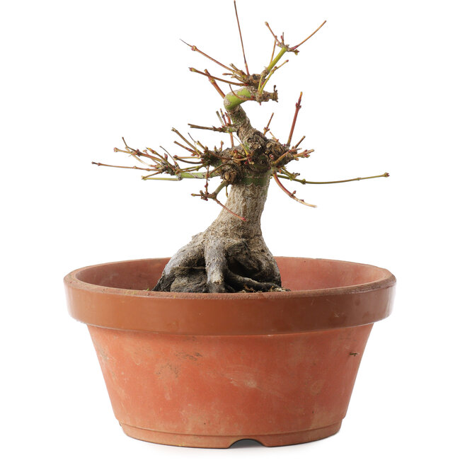 Acer palmatum, 16 cm, ± 15 anni