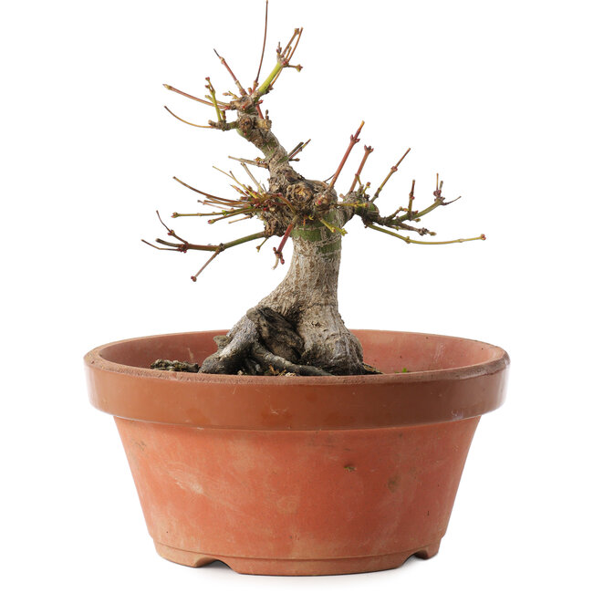 Acer palmatum, 16 cm, ± 15 years old