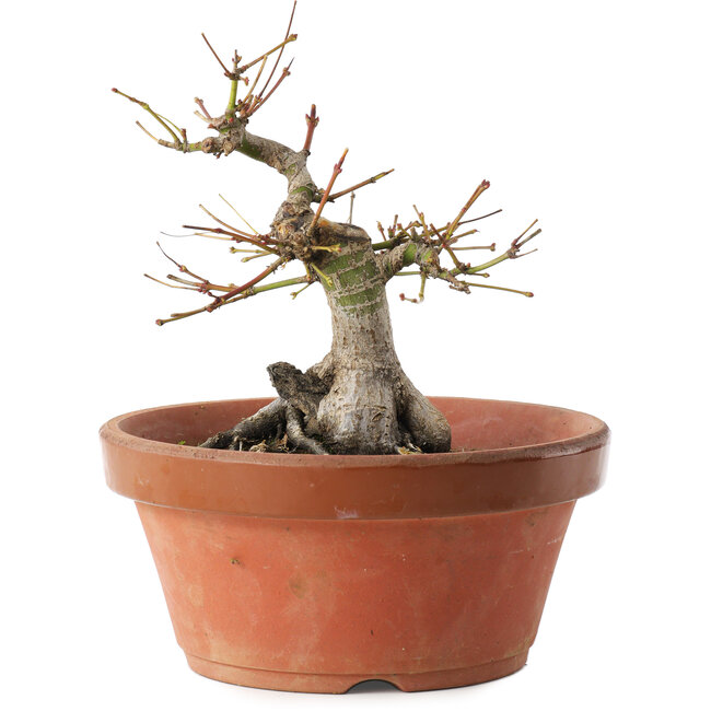 Acer palmatum, 16 cm, ± 15 anni