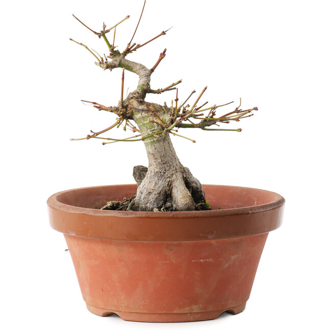 Acer palmatum, 16 cm, ± 15 jaar oud