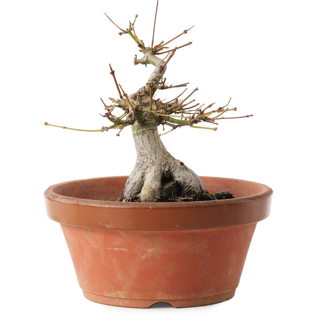 Acer palmatum, 16 cm, ± 15 jaar oud