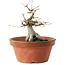 Acer palmatum, 16 cm, ± 15 ans